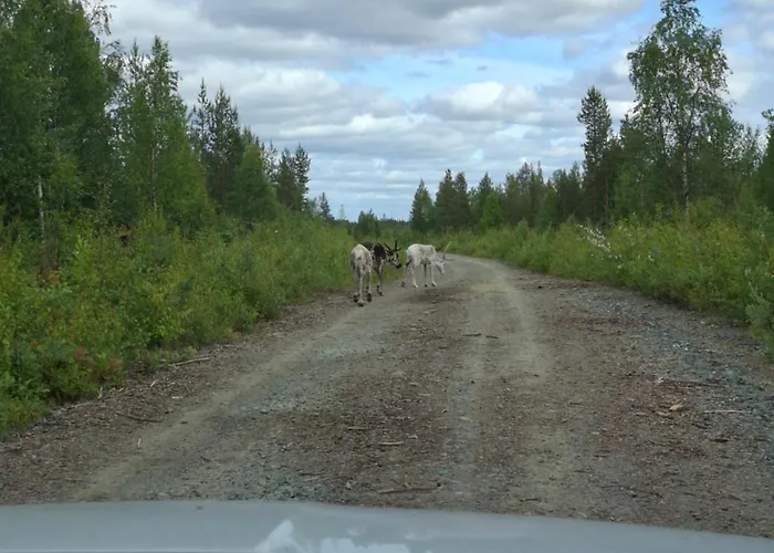 Шале Lisman Lumo Киттиля